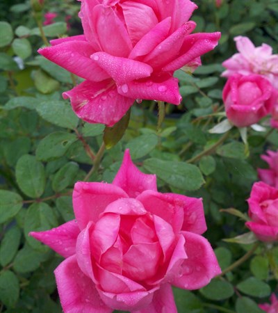 Rose Double Pink Knock Out®